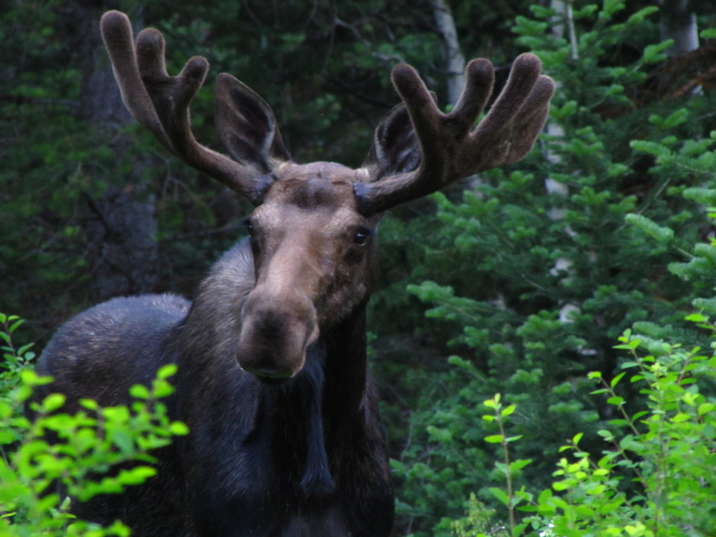 10 Random Creatures You Might Encounter in Estonia - Traveller Tours ...