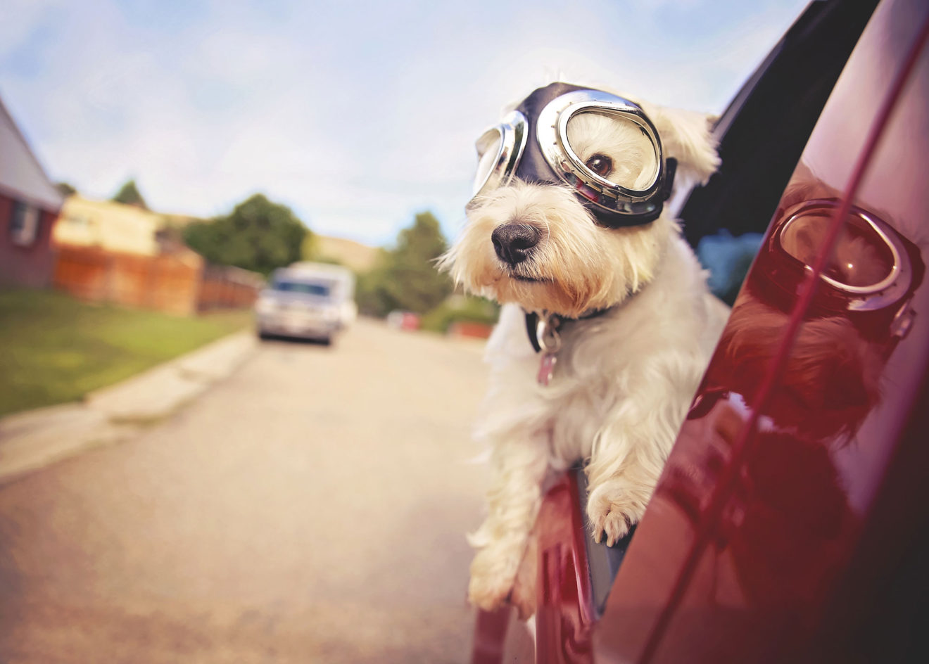 Little white dog looking out of a car window and wearing big goggles